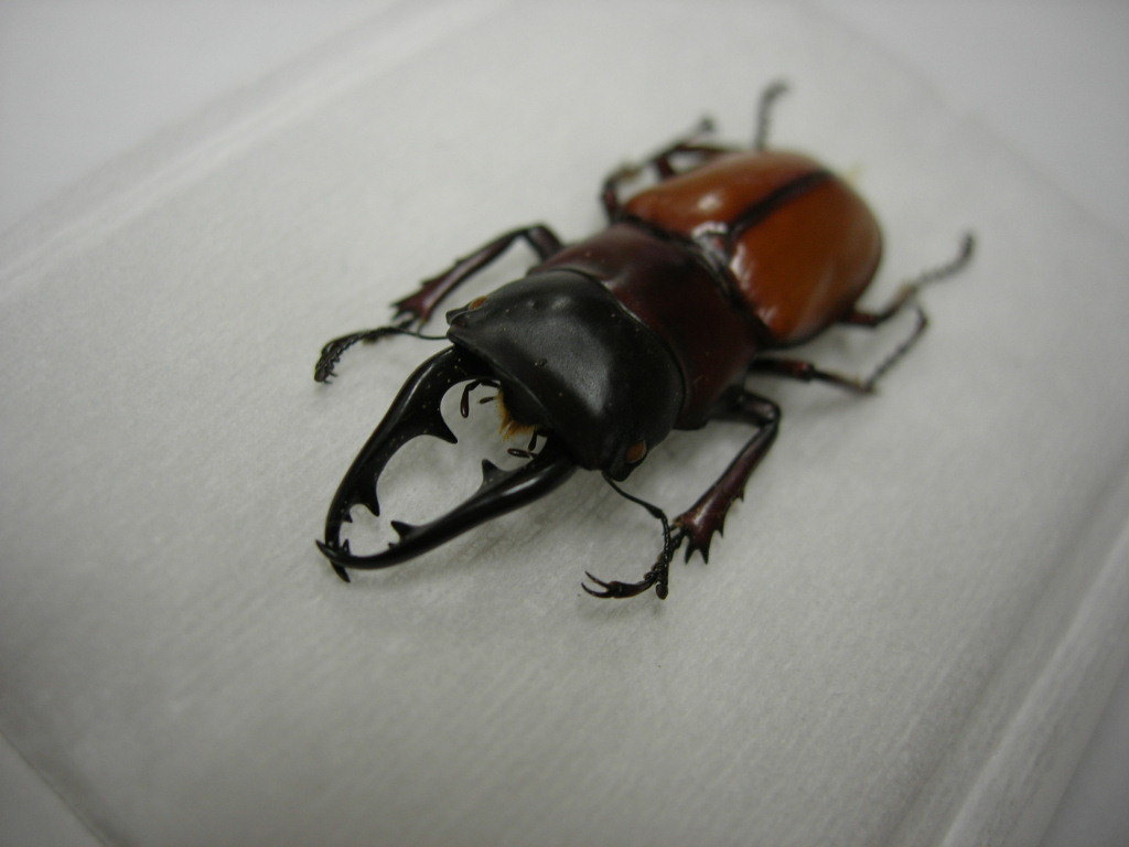 大型カメラツヤクワガタ標本 大型カメラツヤクワガタ標本 【公式通販】