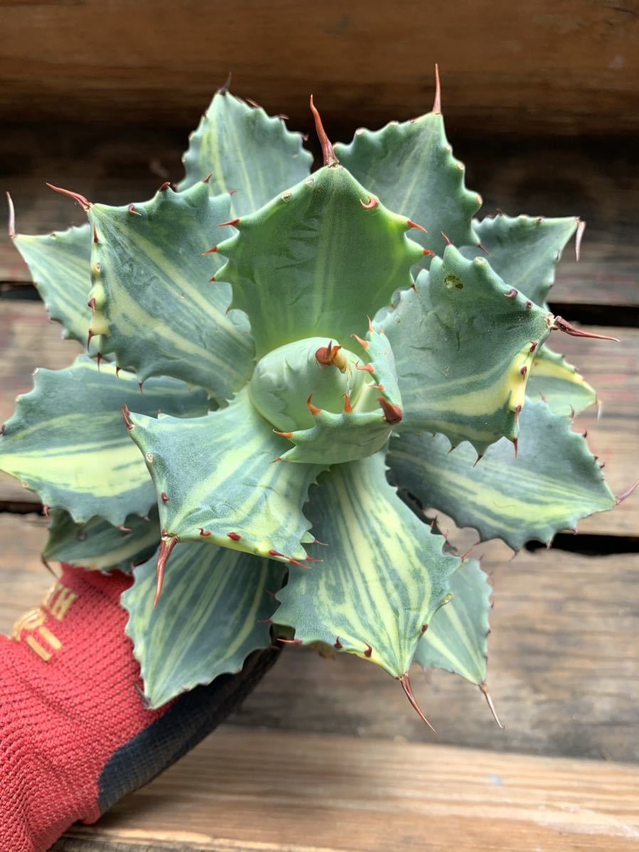 アガベ チタノタ 烈焔 レツエン 子株3