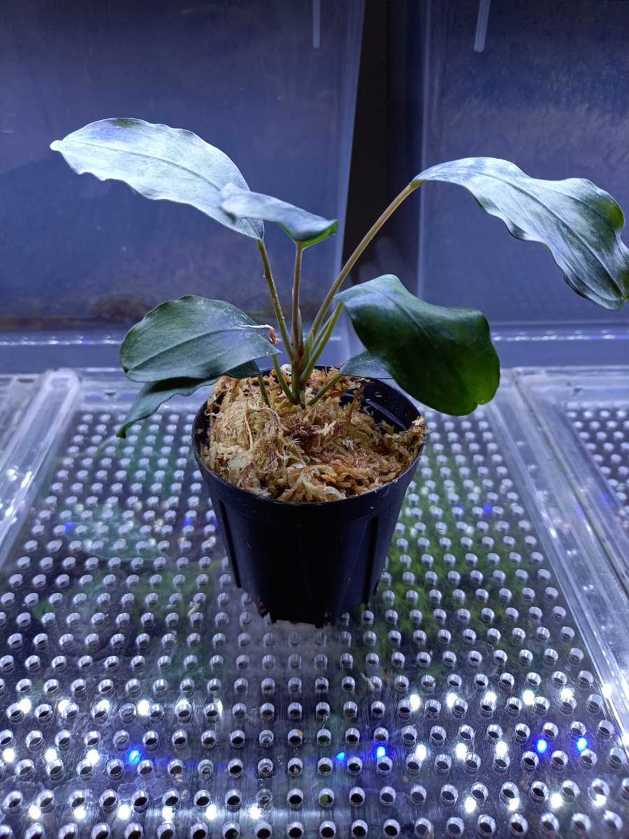ブセファランドラ モトレイアーナ Bucephalandra sp. Padawan産 【公式