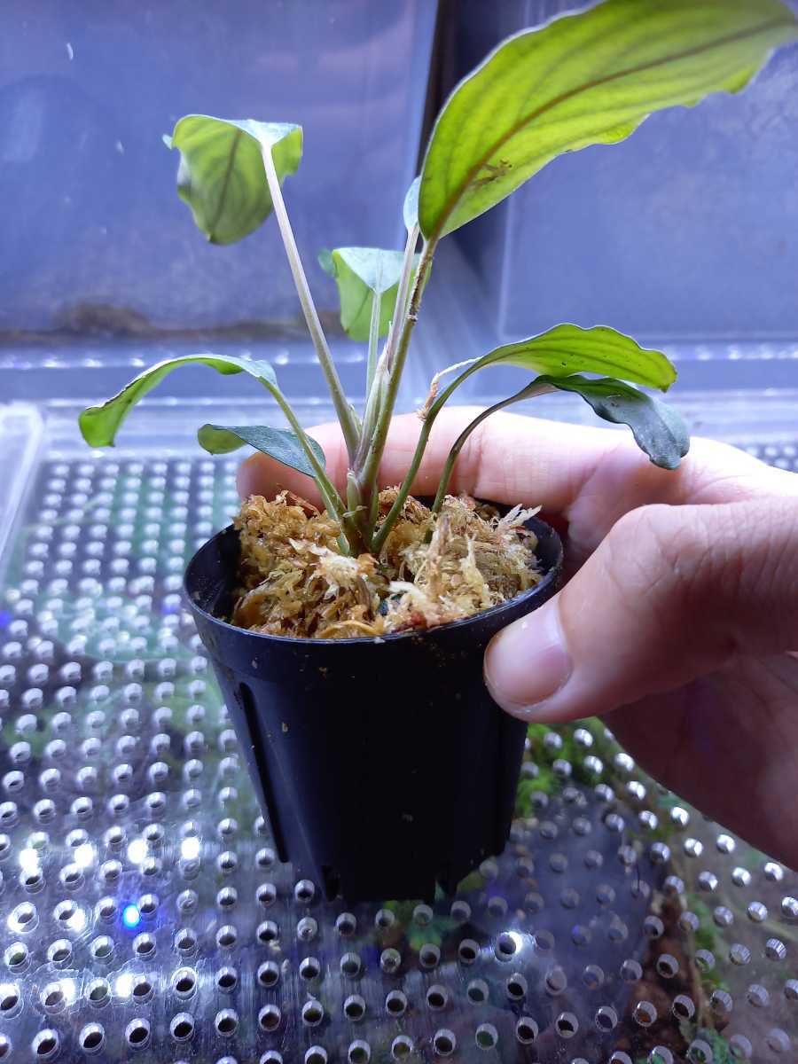 ブセファランドラ モトレイアーナ Bucephalandra sp. Padawan産 【公式