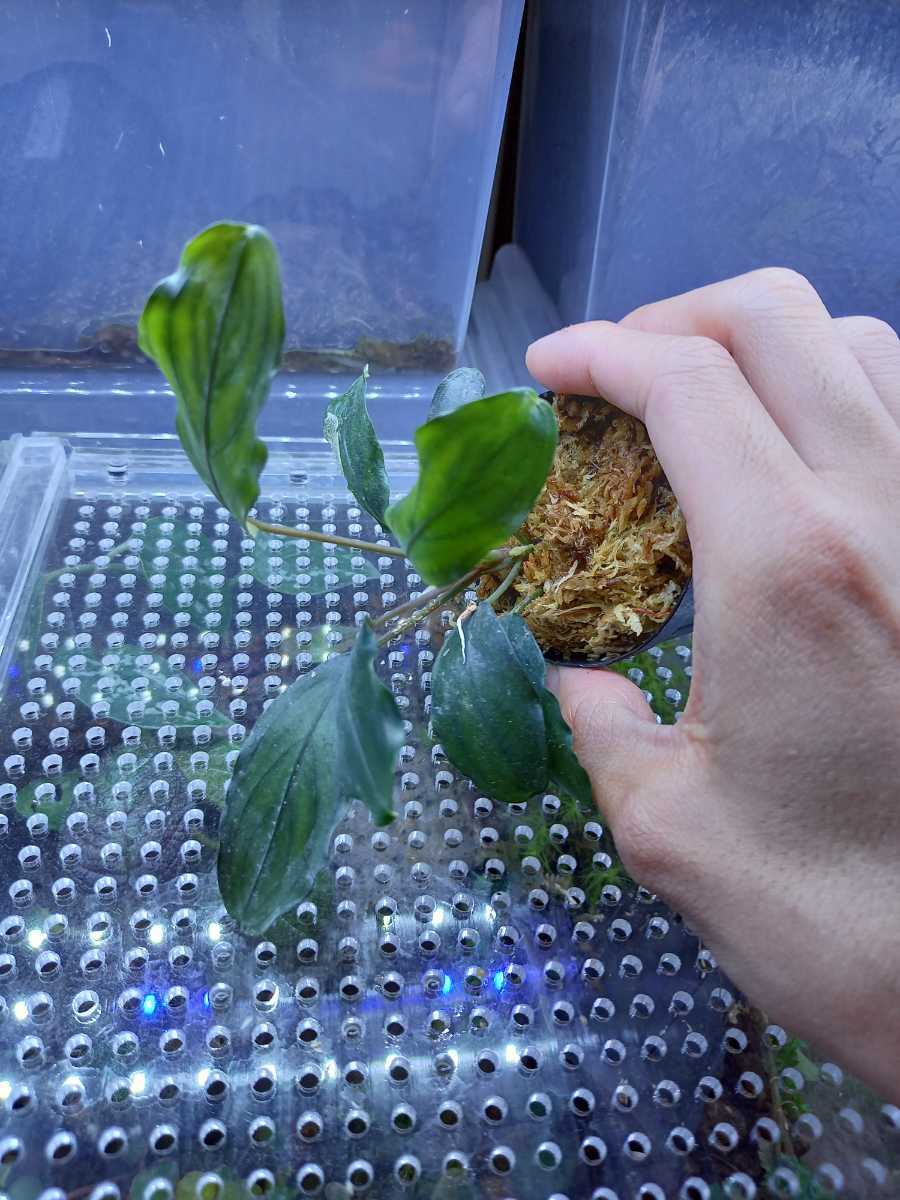 ブセファランドラ モトレイアーナ Bucephalandra sp. Padawan産 【公式