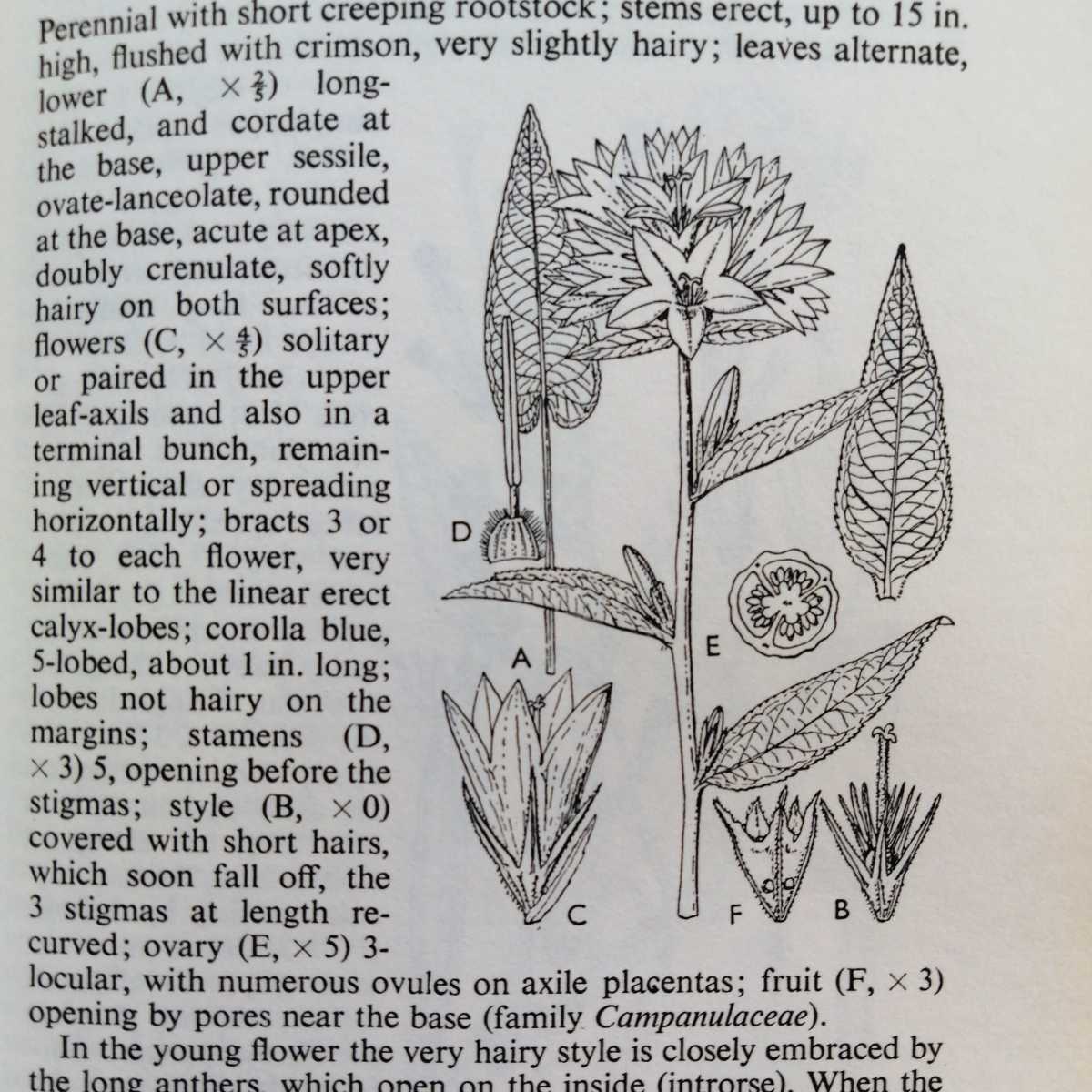 洋書 古書 辞書みたいに分厚い モノクロ植物図鑑 植物画 ボタニカルアート イギリス ヴィンテージ ビンテージ 洋書 売買されたオークション情報 Yahooの商品情報をアーカイブ公開 オークファン Aucfan Com