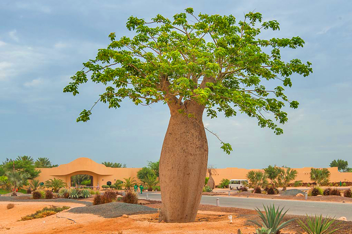 塊根植物 トックリキワタ Ceiba speciosa 酔っ払いの木 種子10粒 塊根植物 トックリキワタ Ceiba speciosa 酔っ払いの木 種子10粒