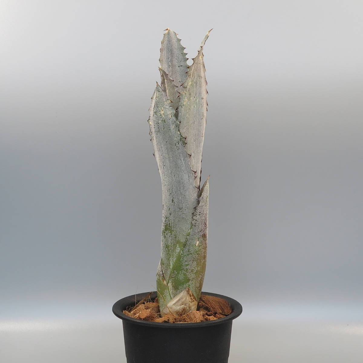 Dyckia - | Bromeliad Gardenista Gardening 101: and Tropicals Plant