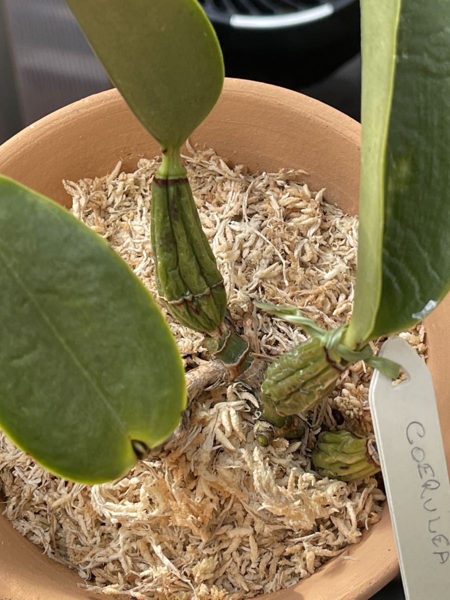 coerulea カトレア 原種 洋蘭 洋蘭原種 walkeriana H.I C 鉢植え - OG