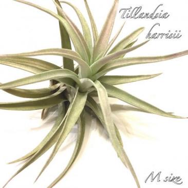 チランジア ハリシー M Size エアープランツ ティランジア Harrisii アナナス 売買されたオークション情報 Yahooの商品情報をアーカイブ公開 オークファン Aucfan Com