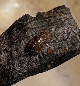 ワラジムシ 赤ちゃん