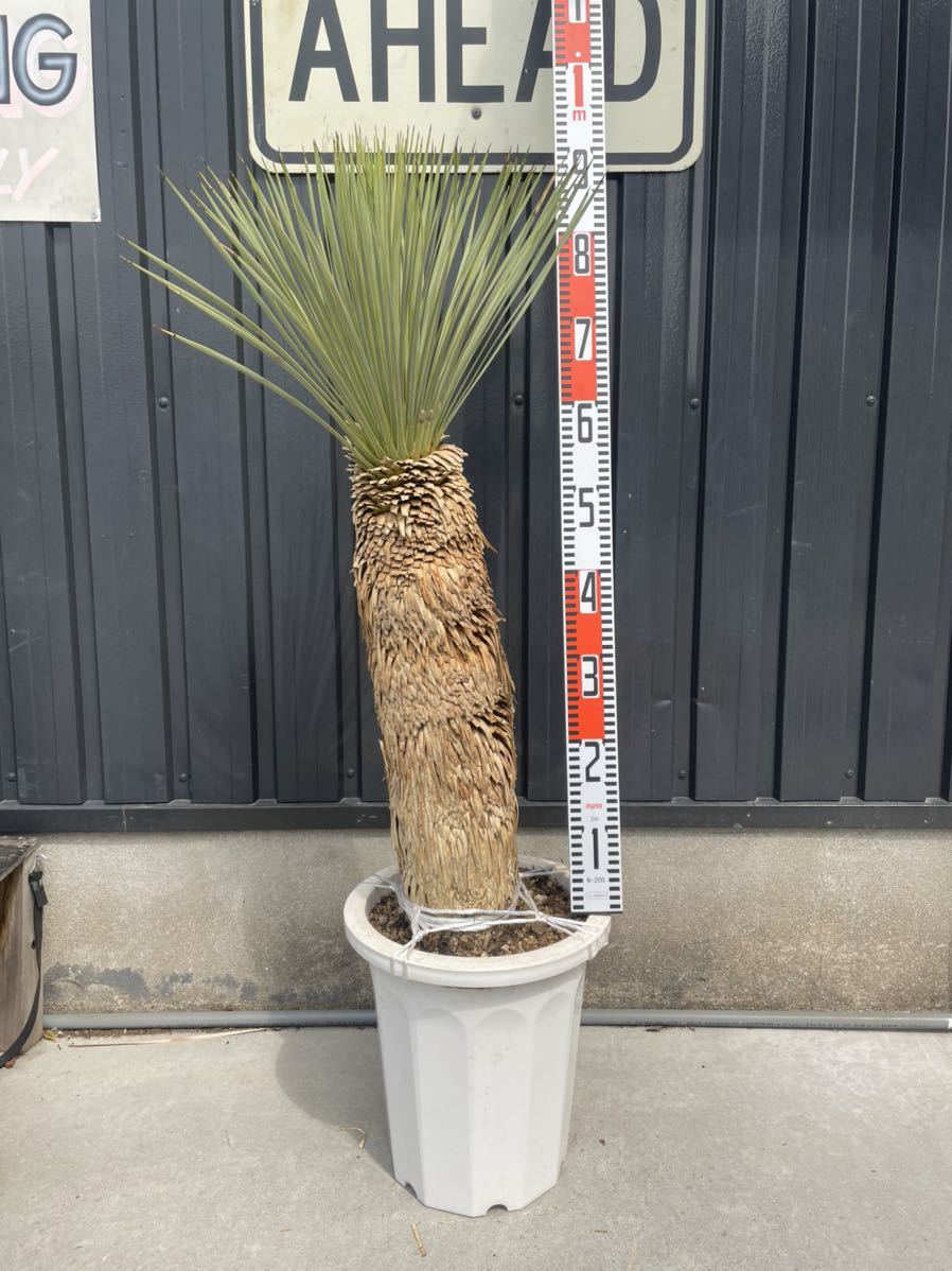 ユッカ ロストラータ ユッカロストラータ 掲載後も日々成長中 Yucca 