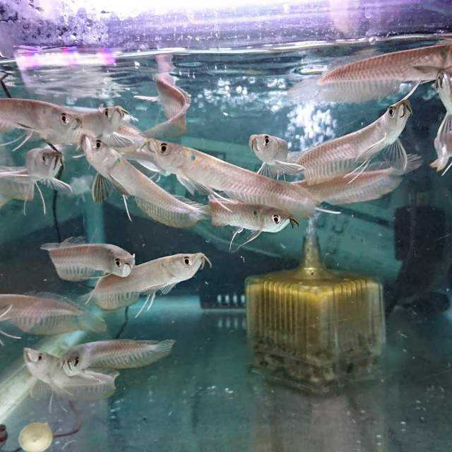 シルバー アロワナ（熱帯魚・アクアリウム｜ペット シルバーアロワナ 1 