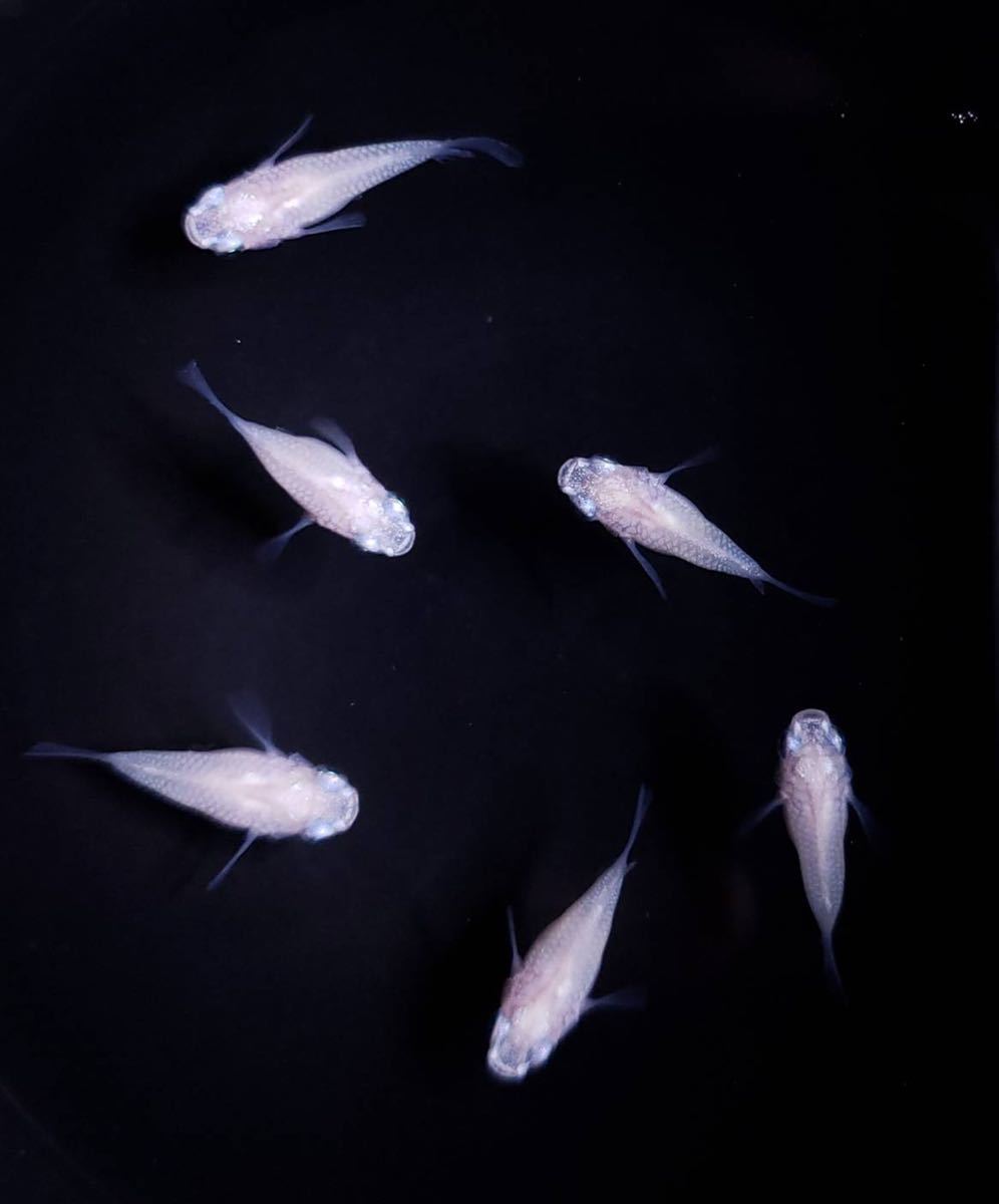 王妃メダカ幼魚