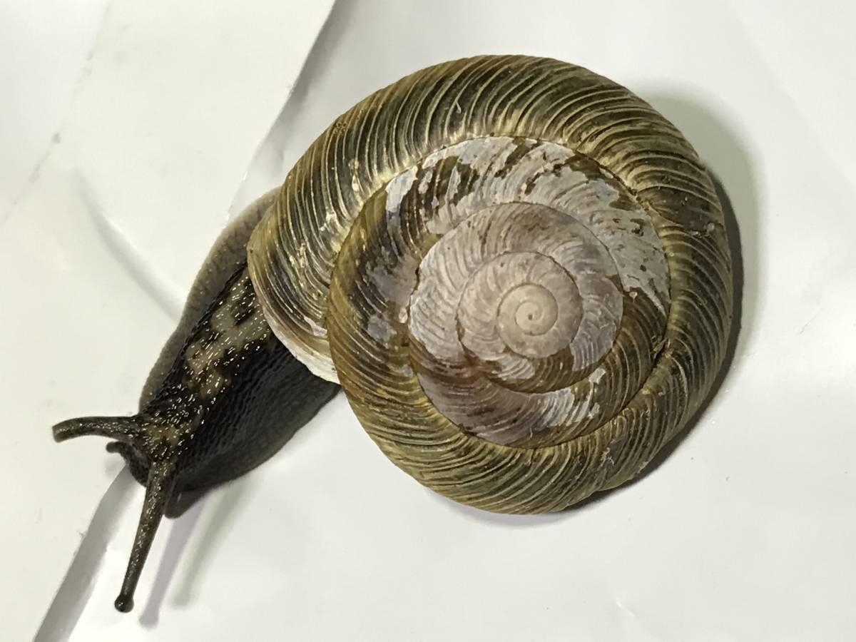 カタツムリ生体　エチゴマイマイ黒帯個体