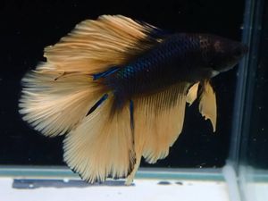 ダブルテールのヤフオク の相場 価格を見る ヤフオク のダブルテールのオークション売買情報は169件が掲載されています