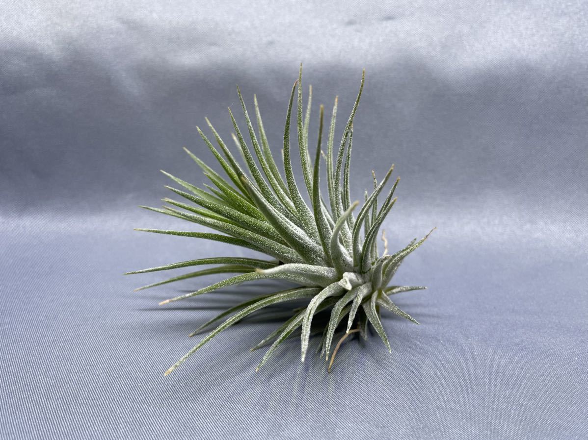 Tillandsia ionantha haselnuss ex. Koehres 1500m Mexico チランジア
