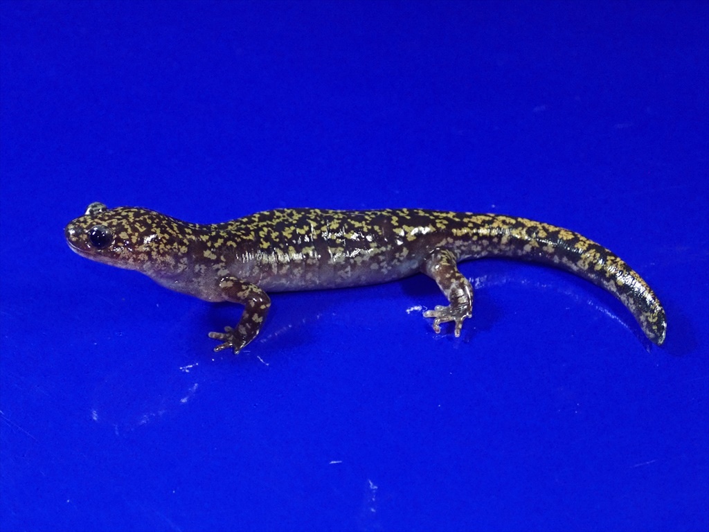 ヒダサンショウウオ 成体 2匹 飼い込み個体 悪魔はふたたび】ヒガシ 