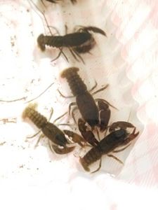 ニホンザリガニの平均価格は31 767円 ヤフオク 等のニホンザリガニのオークション売買情報は92件が掲載されています