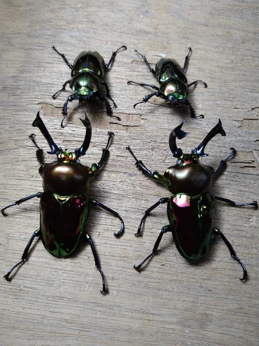 Dda Wwニジイロクワガタ ホワイトアイ 50 54mm 成虫