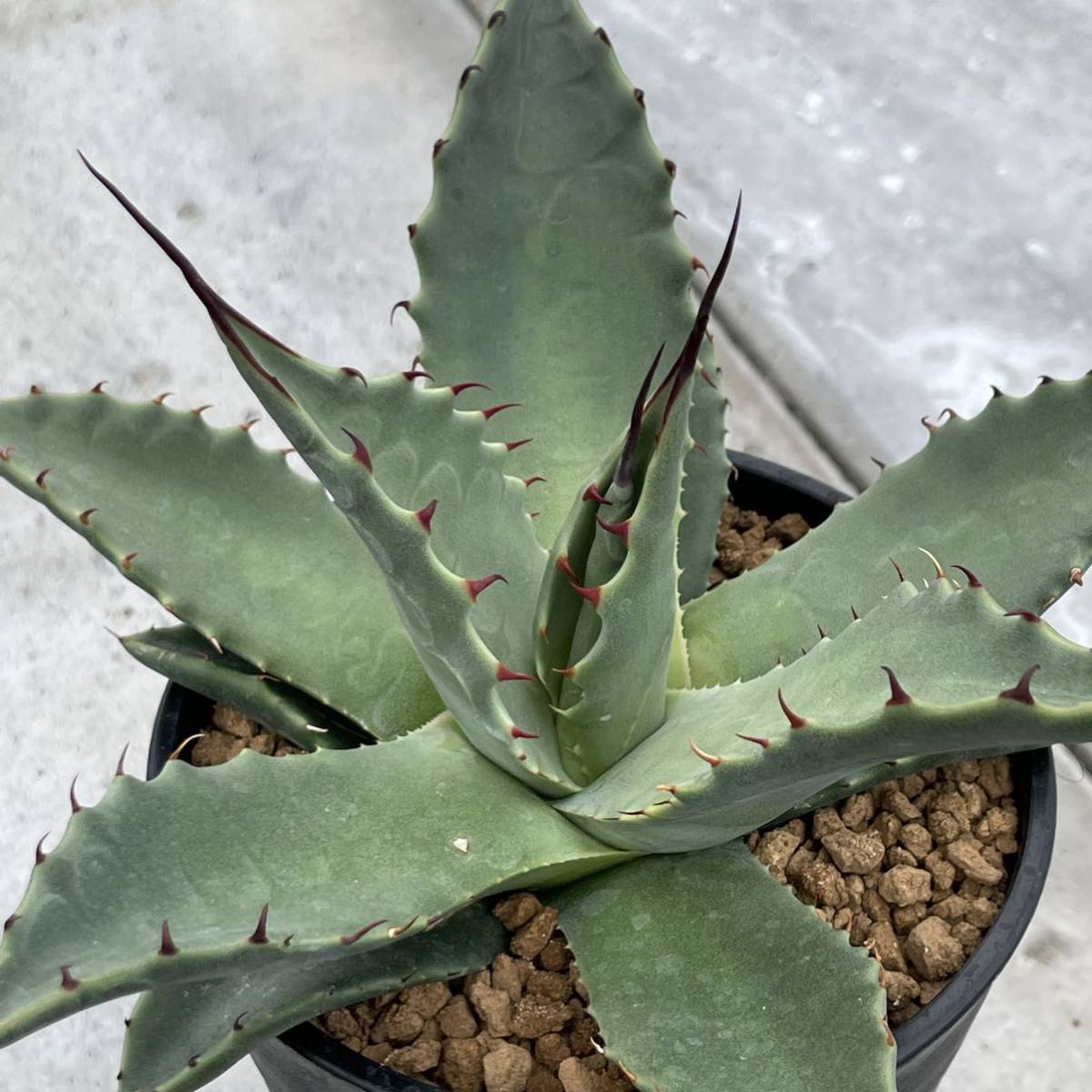 アガベ parryi ネオメキシカーナ Agave パリー neomexicana ssp agave 