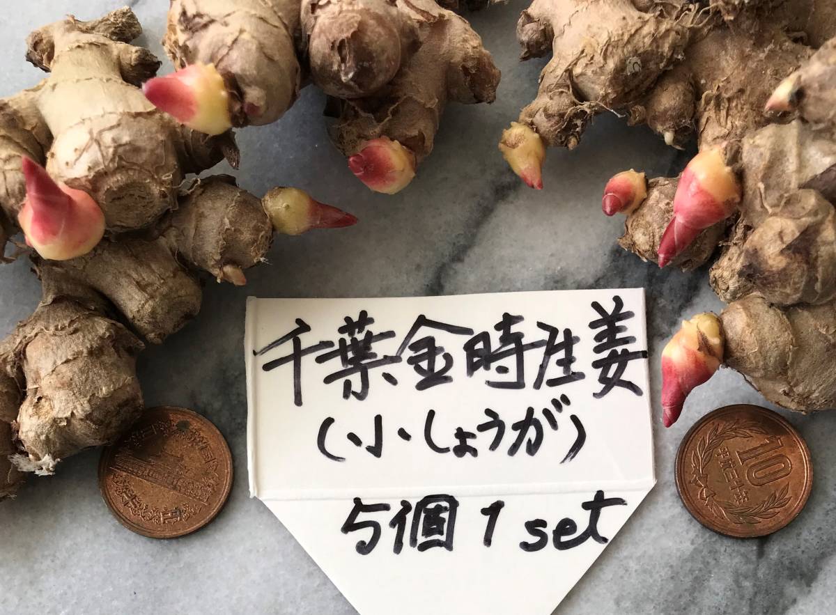 しょうがのたね – しょうが栽培マニュアル – GJDDRL
