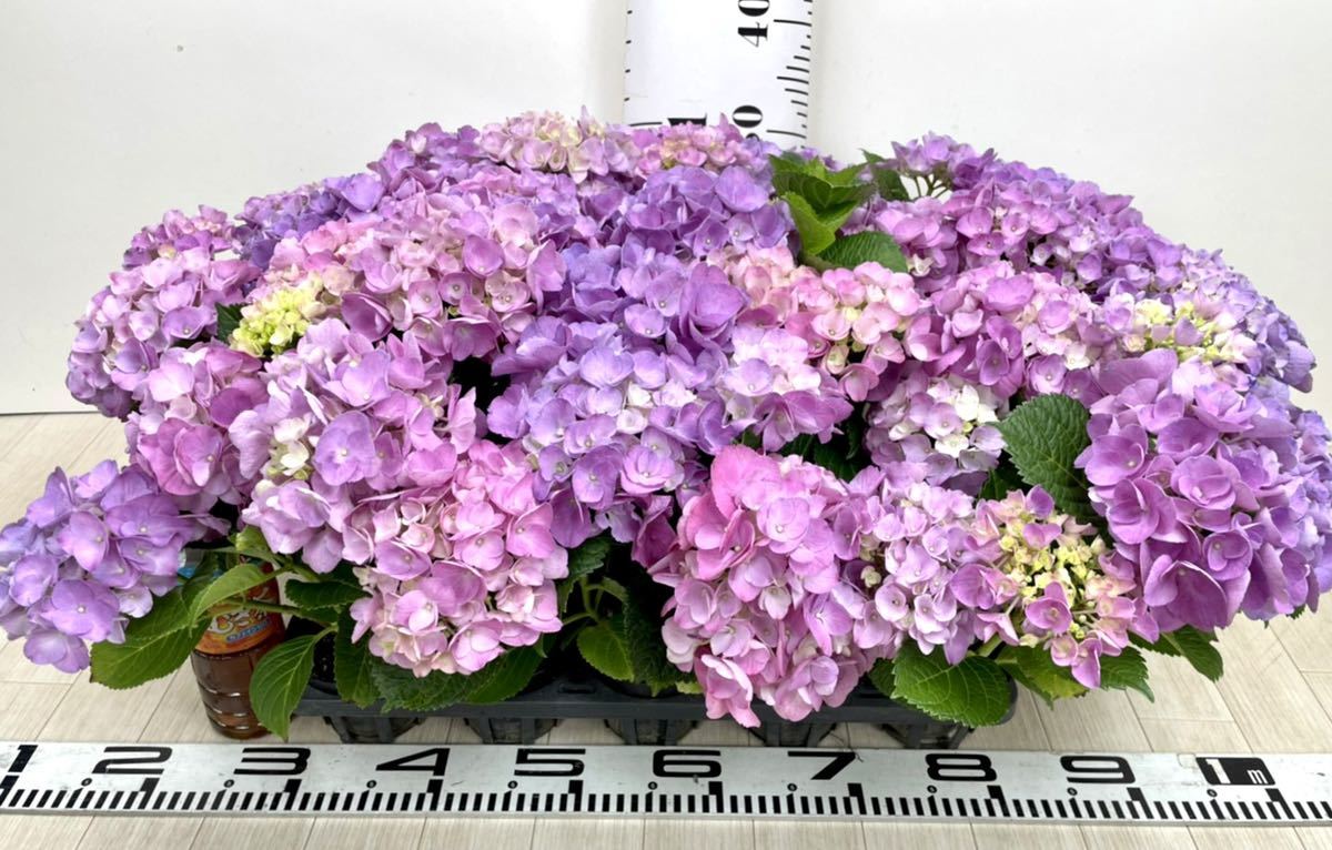 アジサイ苗 紫陽花 ハイドランジア カステリン 15鉢セット 3 5号 現品販売 アジサイ 売買されたオークション情報 Yahooの商品情報をアーカイブ公開 オークファン Aucfan Com