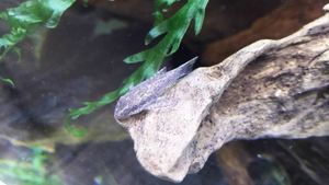 オトシンネグロの平均価格は4 303円 ヤフオク 等のオトシンネグロのオークション売買情報は40件が掲載されています