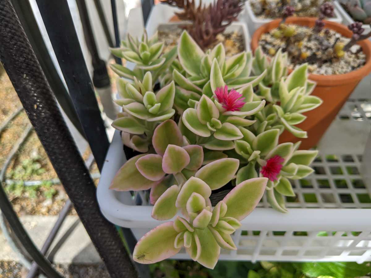 多肉植物 ベビーサンローズ 斑入り ピンク斑 サボテン 売買されたオークション情報 Yahooの商品情報をアーカイブ公開 オークファン Aucfan Com