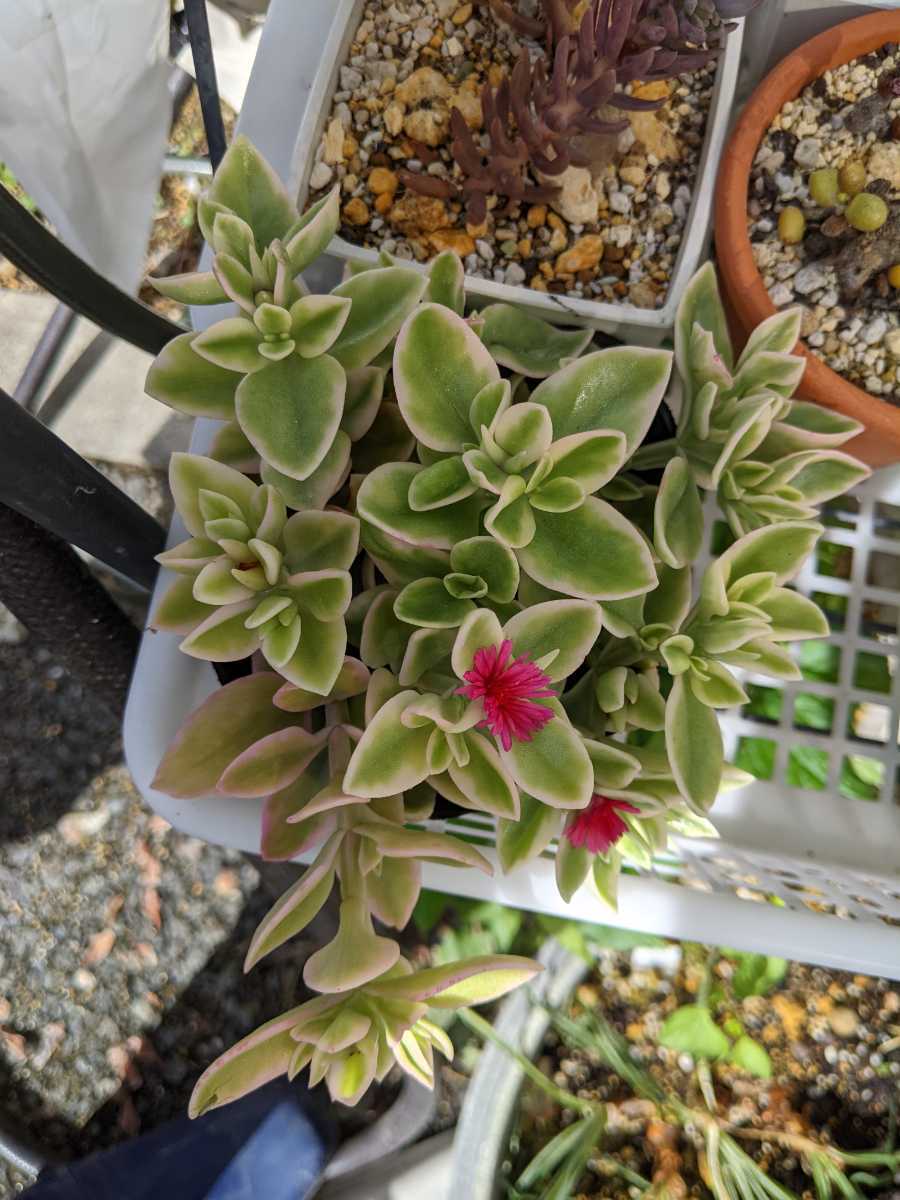 多肉植物 ベビーサンローズ 斑入り ピンク斑 サボテン 売買されたオークション情報 Yahooの商品情報をアーカイブ公開 オークファン Aucfan Com