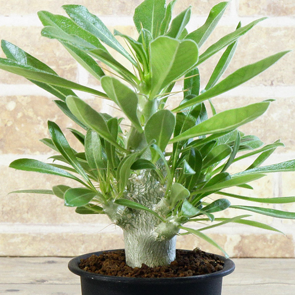 観葉植物 白馬城(サンデルシー)大