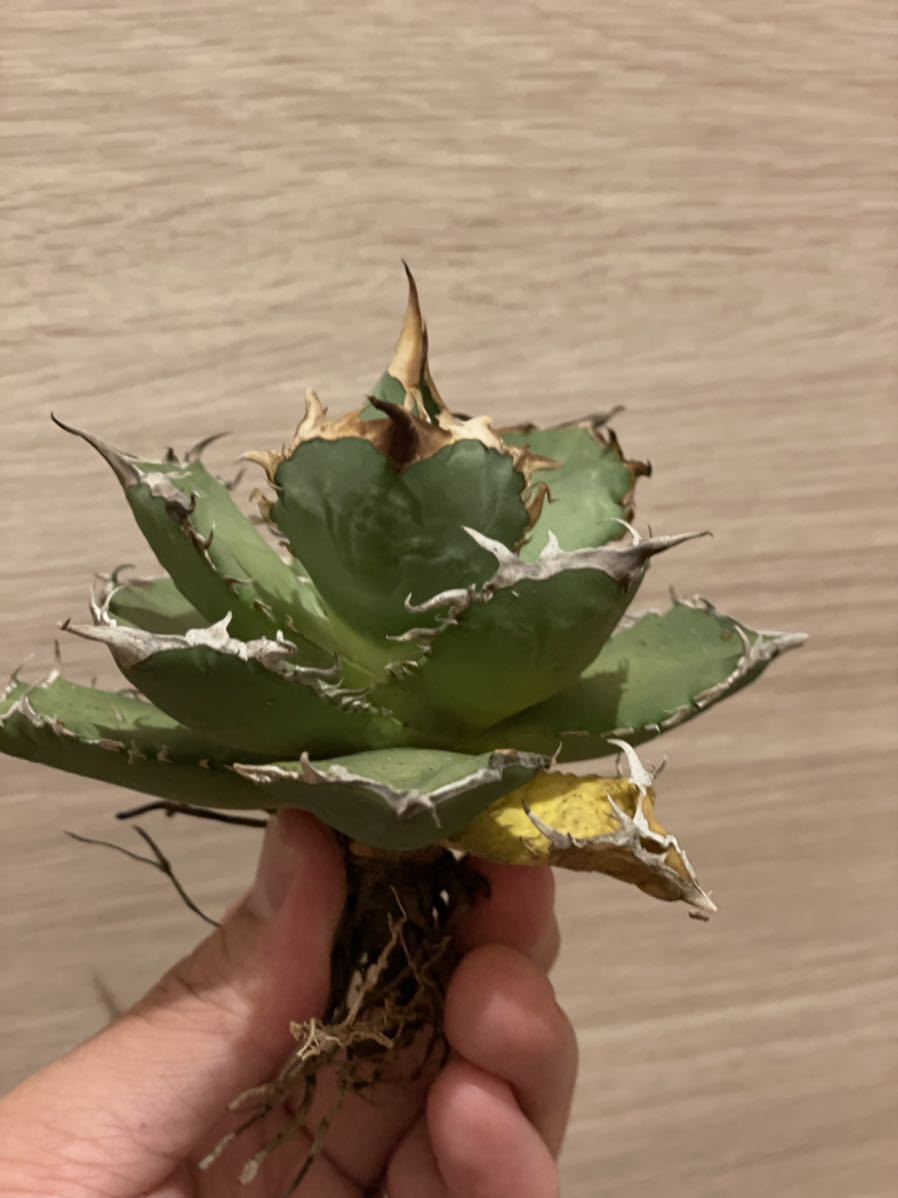 チタノタ アガベ 子株 | Agave 白鯨 trigger fo-76 OSP育成株 ブツブツ