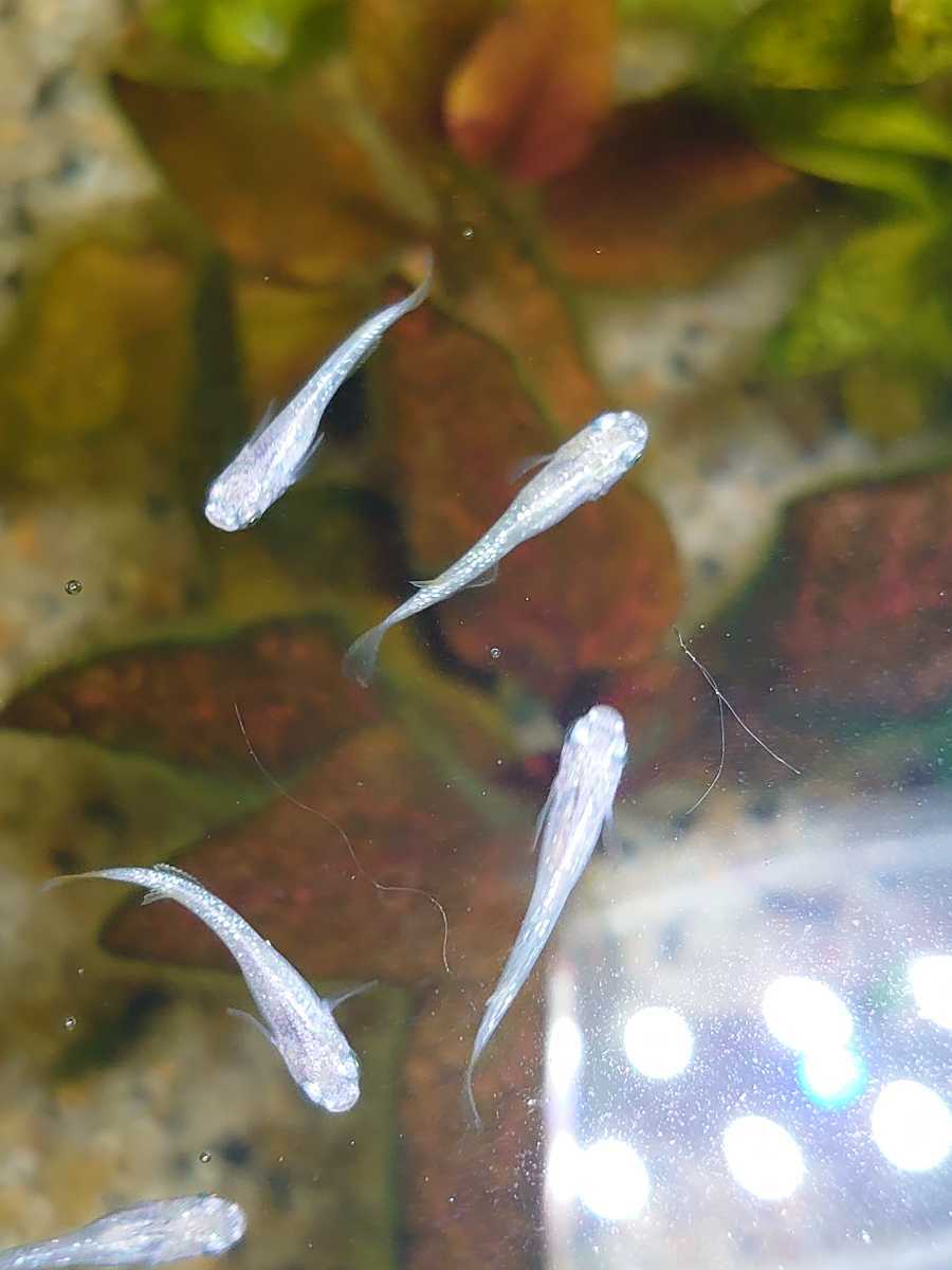 めだか ピンクホワイトティアラ 幼魚5匹 A 死着補償分 めだか 売買されたオークション情報 Yahooの商品情報をアーカイブ公開 オークファン Aucfan Com めだか ピンクホワイトティアラ 幼魚5匹 A 死着補償分 めだか 売買されたオークション情報 Yahooの商品情報をアーカイブ公開 オークファン Aucfan Com
