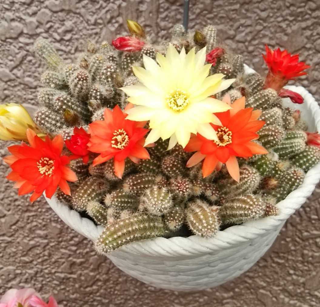 花サボテン 黄花白檀ミステリー 赤 黄 絞りの咲分け サボテン 売買されたオークション情報 Yahooの商品情報をアーカイブ公開 オークファン Aucfan Com