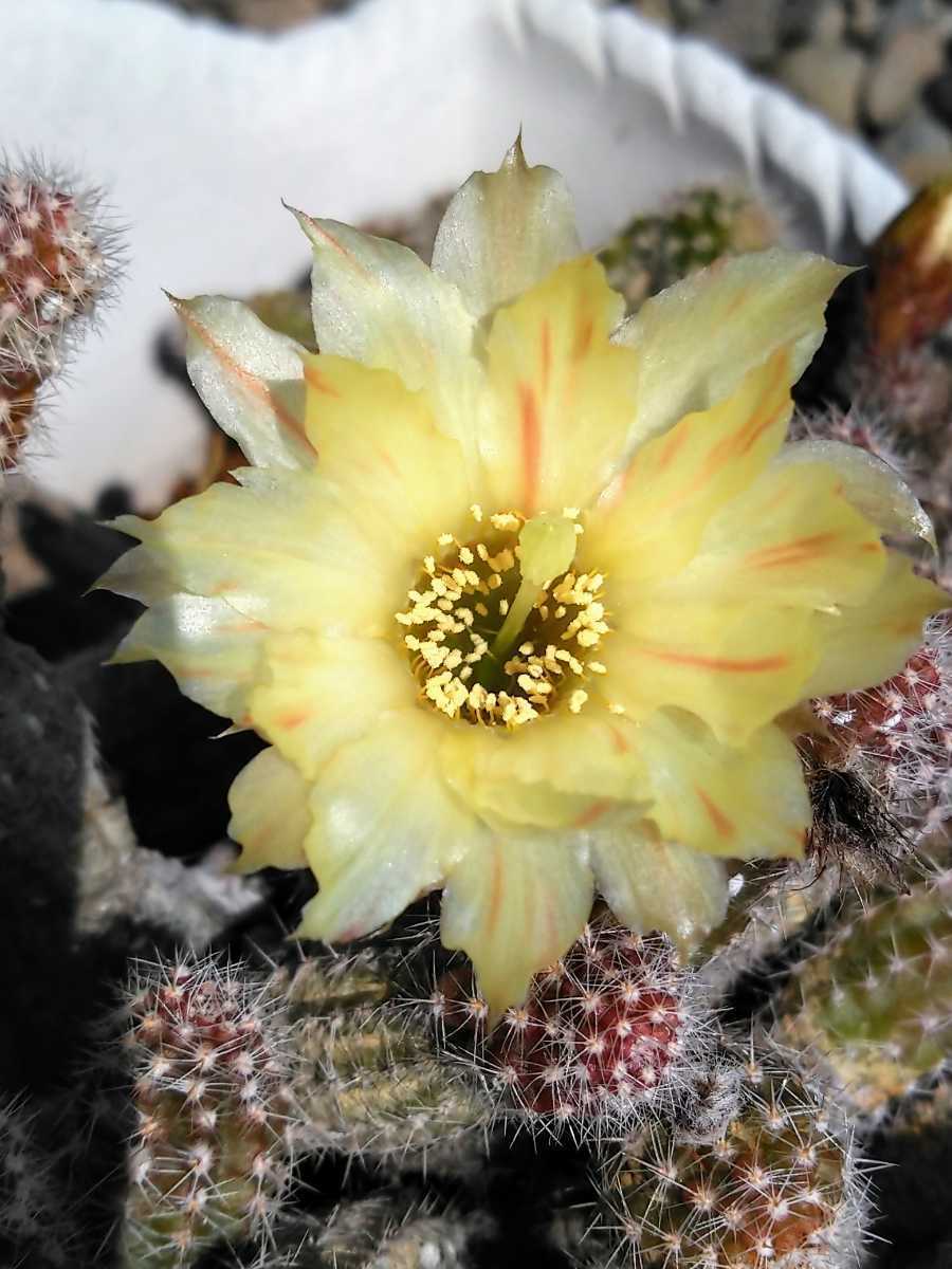 花サボテン 黄花白檀ミステリー 赤 黄 絞りの咲分け サボテン 売買されたオークション情報 Yahooの商品情報をアーカイブ公開 オークファン Aucfan Com