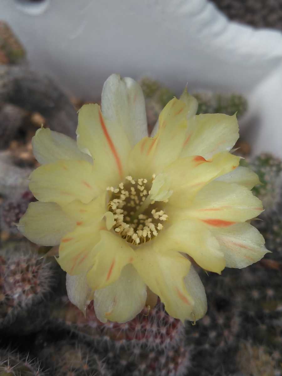 花サボテン 黄花白檀ミステリー 赤 黄 絞りの咲分け サボテン 売買されたオークション情報 Yahooの商品情報をアーカイブ公開 オークファン Aucfan Com