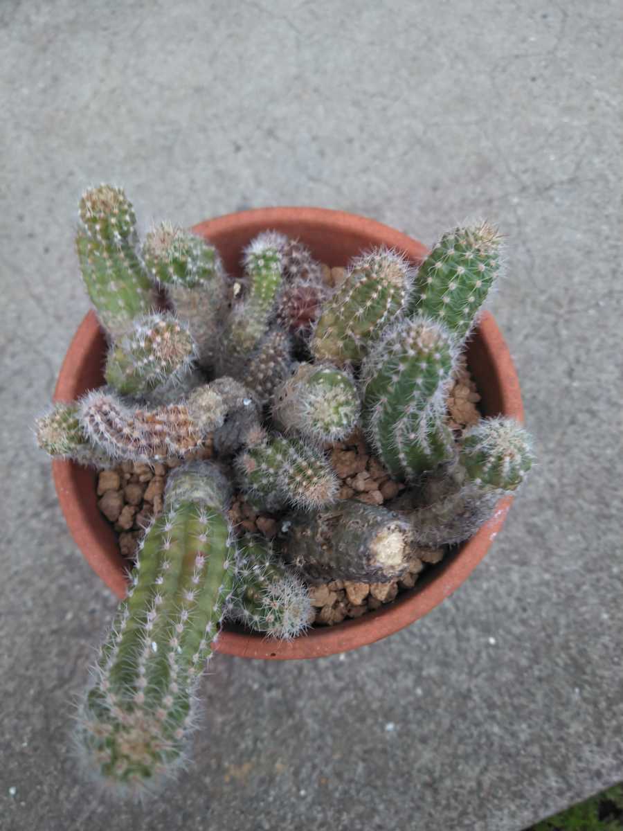 花サボテン 黄花白檀ミステリー 赤 黄 絞りの咲分け サボテン 売買されたオークション情報 Yahooの商品情報をアーカイブ公開 オークファン Aucfan Com