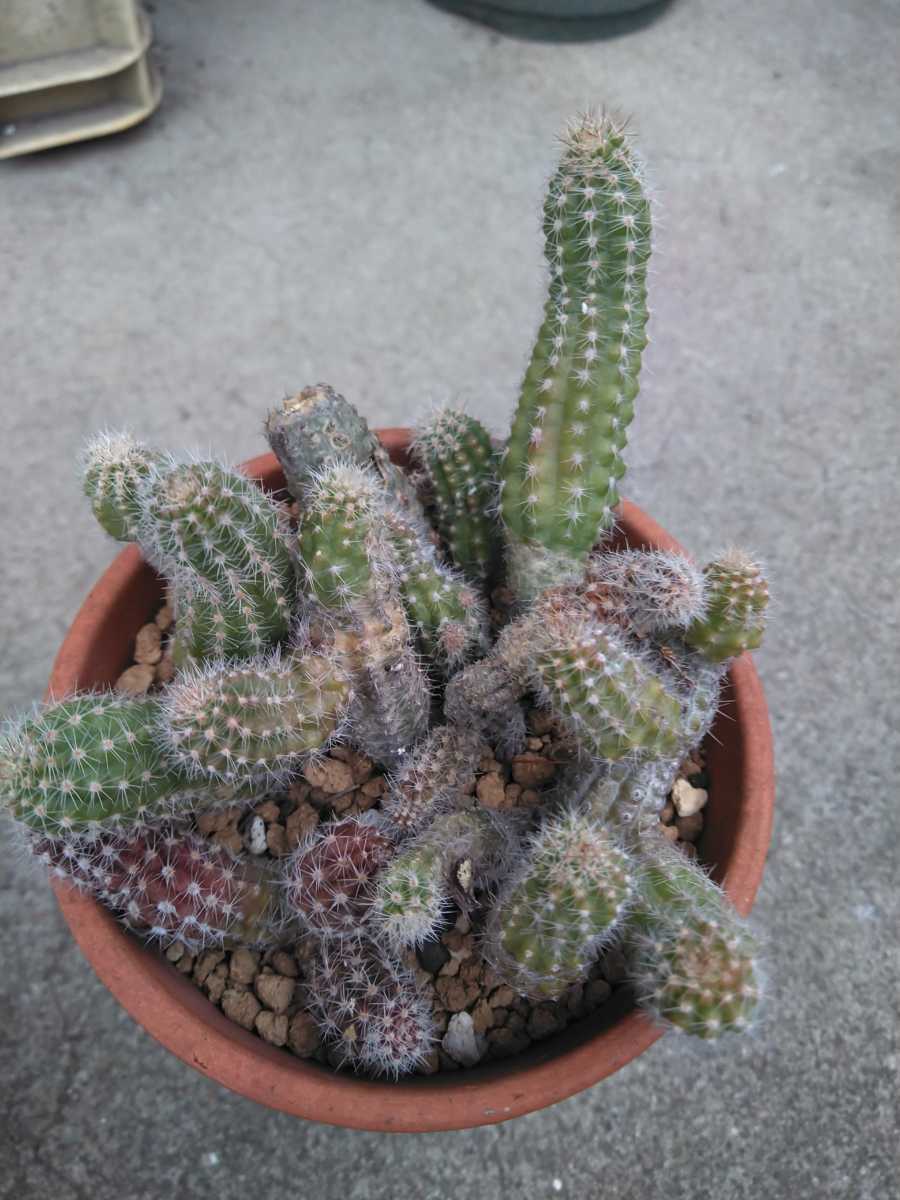 花サボテン 黄花白檀ミステリー 赤 黄 絞りの咲分け サボテン 売買されたオークション情報 Yahooの商品情報をアーカイブ公開 オークファン Aucfan Com