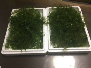 マツモのヤフオク の相場 価格を見る ヤフオク のマツモのオークション売買情報は535件が掲載されています