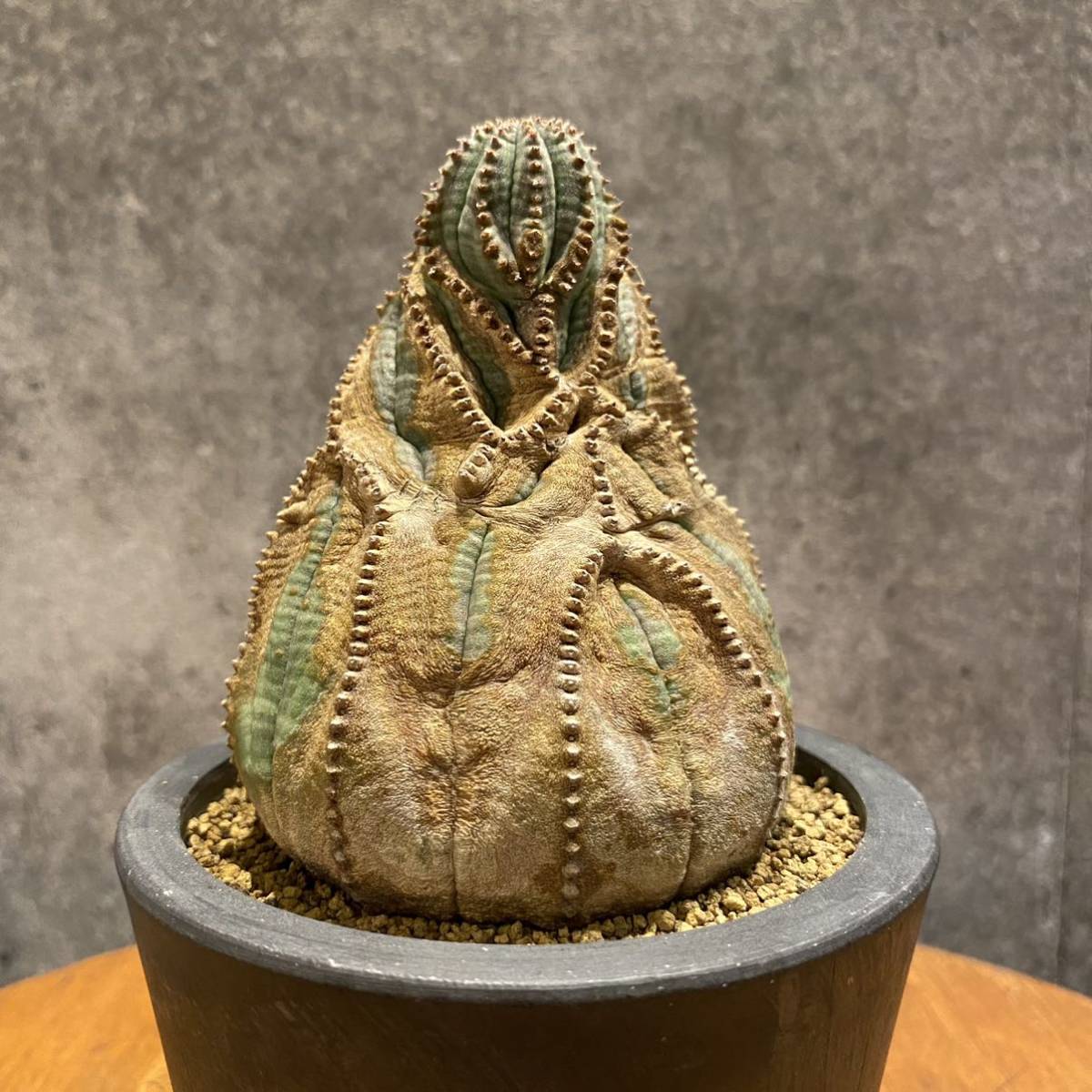 オベサ Euphorbia ユーフォルビア | obesa ユーフォルビア・オベサ 