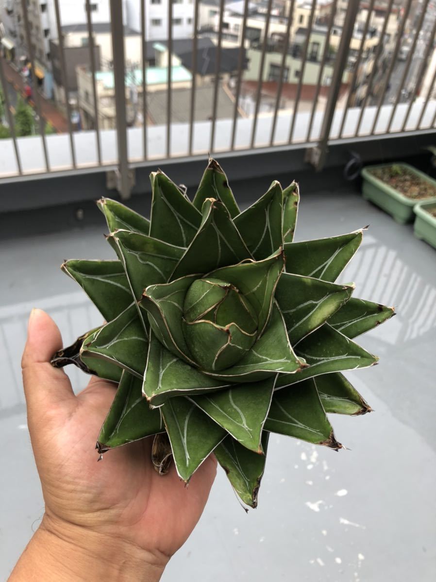 多肉植物 アガベ 笹の雪 桃太郎極上親株 笹の雪 アガベ 多肉植物アガ