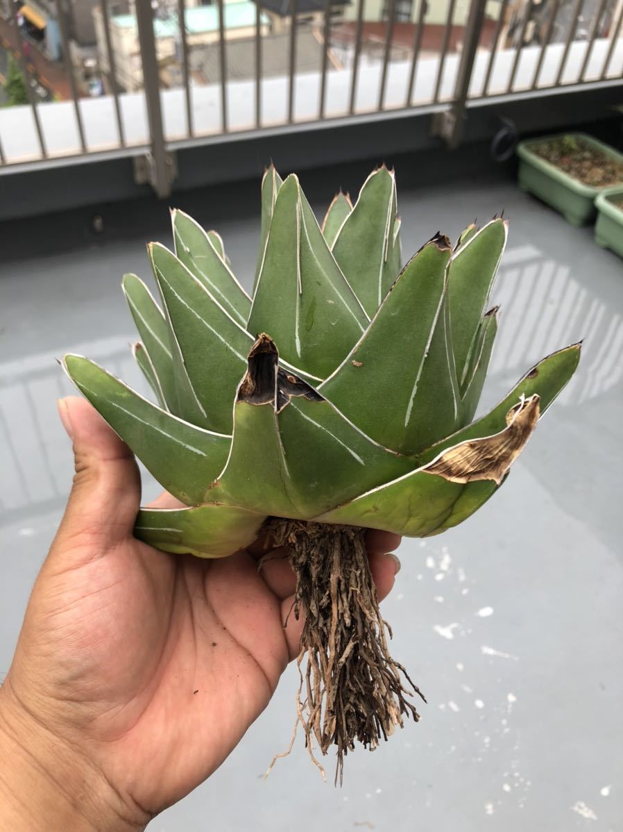 多肉植物 アガベ 笹の雪 桃太郎極上親株 笹の雪 アガベ 多肉植物アガ