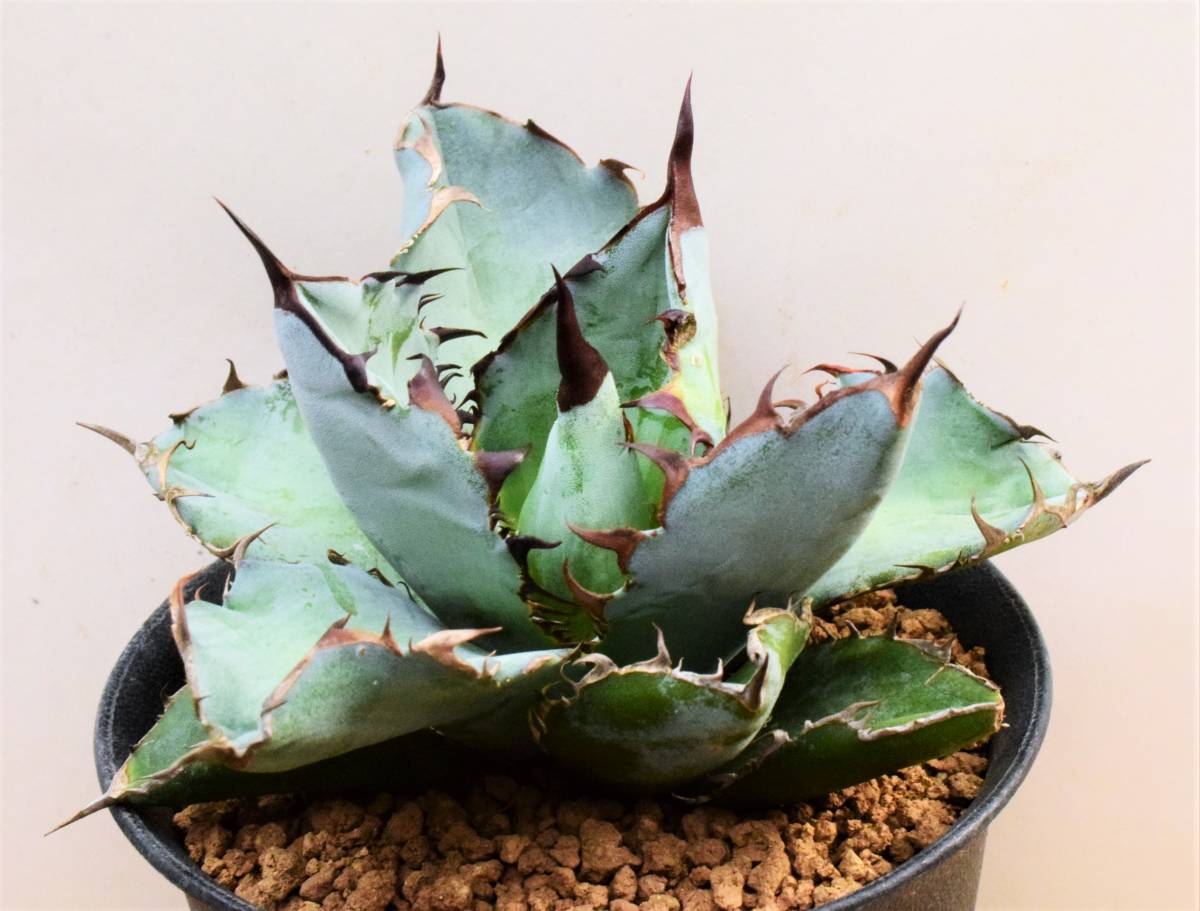 titanota black & blue(B・B) アガベ Agave 【公式通販】