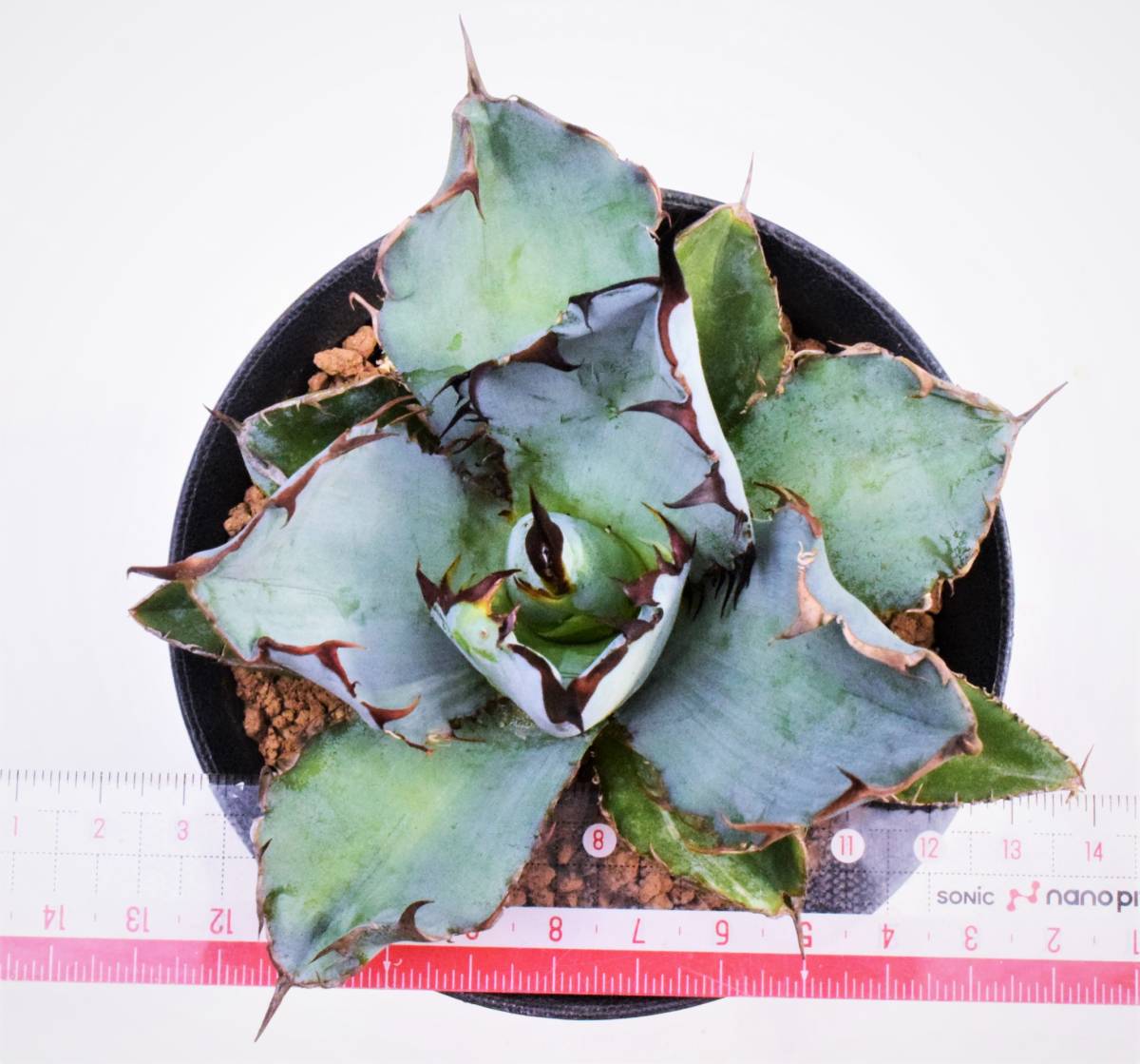 titanota black & blue(B・B) アガベ Agave 【公式通販】