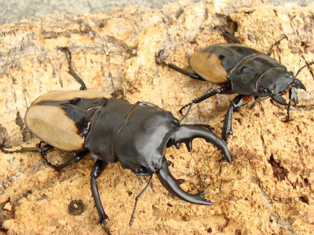 GROW ブルマイスター ８３ ５５ペア(外国産)｜売買されたオークション情報、yahooの商品情報をアーカイブ公開 - オークファン 外国産