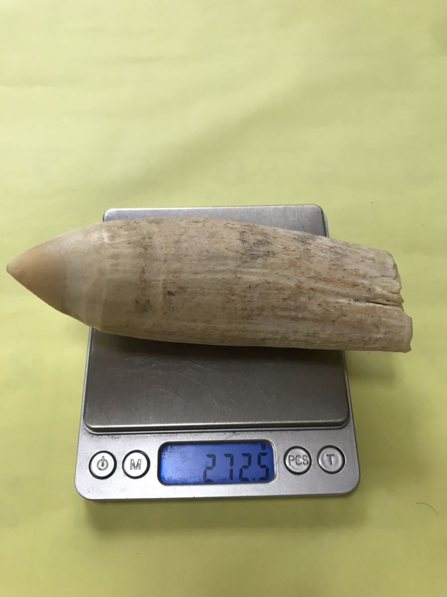 マッコウクジラの歯 320g 鯨牙 鯨歯 歯牙 天然素材 歯 印材 No.3 鯨歯印材 マッコウクジラの歯 320g 鯨牙 鯨歯 歯牙 天然