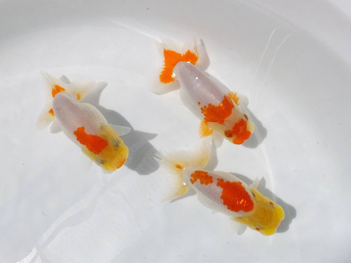丸長 (魚類、水生生物) Yahoo!オークション の落札相場 「flap」金魚 