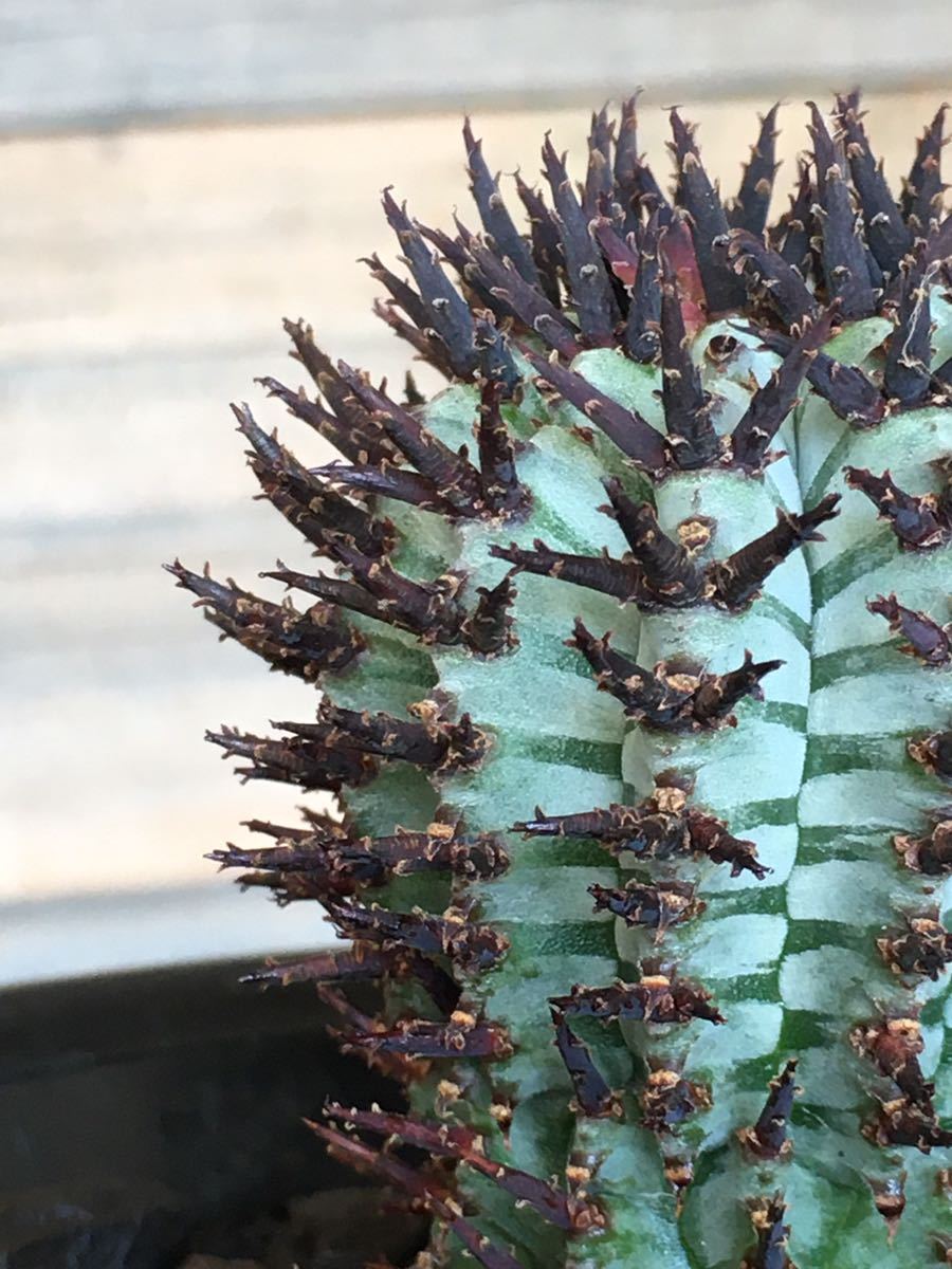 ユーフォルビア 宇田ホリダ ゼブラホリダ 多肉植物 ユーフォルビア