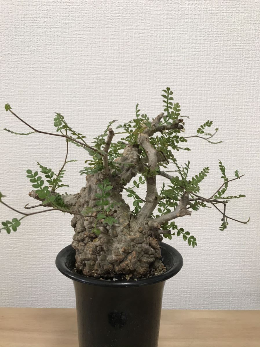オペルクリカリア パキプス 発根済み 現地株 塊根植物 良型 手乗り