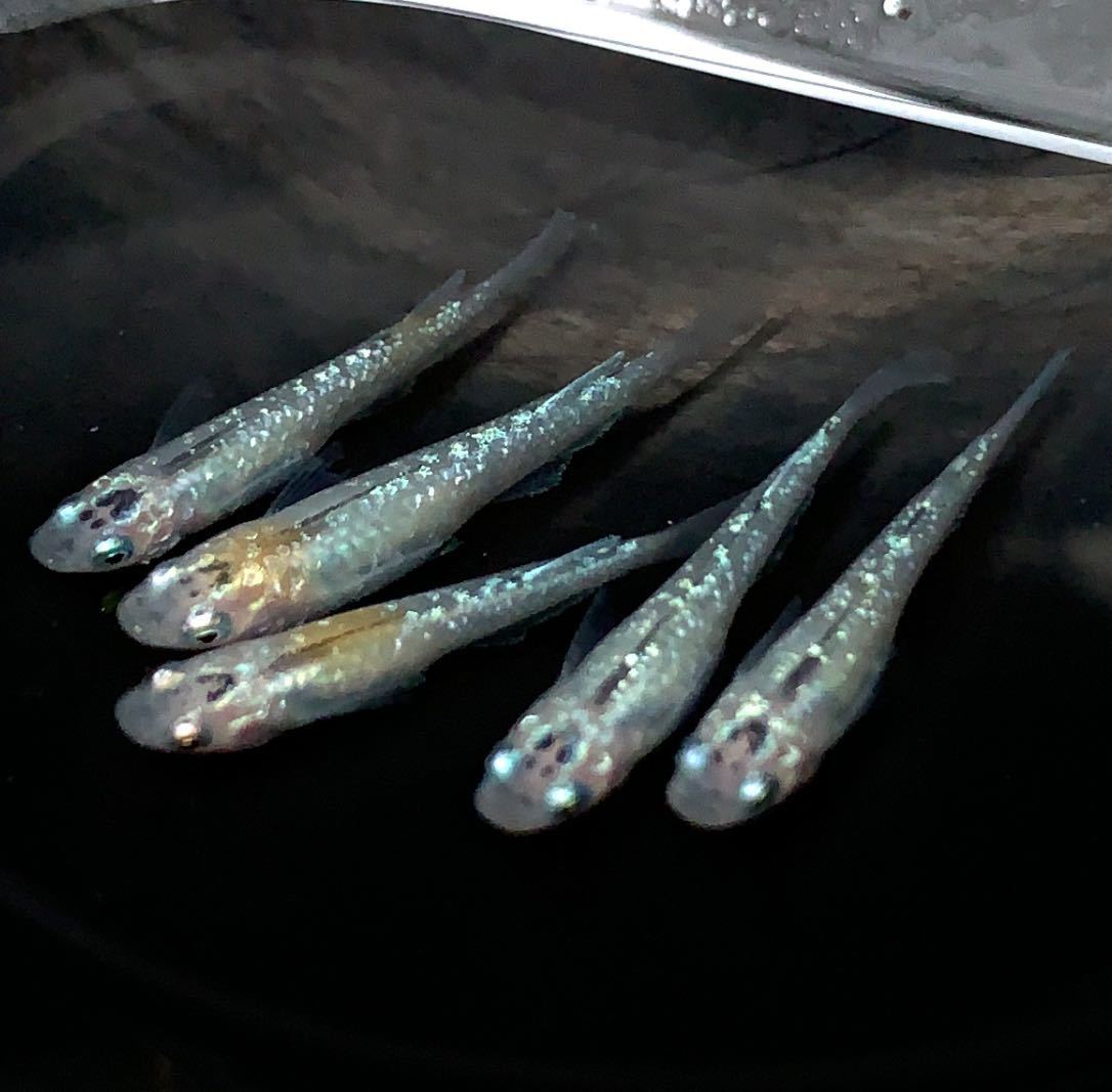 安い，送料無料癒乃 夜桜ホワイト2ペア+♀幼魚 星田めだか様血統 メダカ(めだか)｜売買されたオークション情報、yahooの商品情報をアーカイブ公開 - オークファン めだか