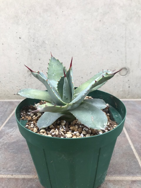 新作登場，最新作】 B's#G003 Agave ovatifolia アガベ オバティフォリア