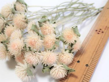 ドライフラワー 千日紅 ホワイト 枝付き30本 今年摘み取り 乾燥中 無着色 リース など 花材に センニチコウ 一般 売買されたオークション情報 Yahooの商品情報をアーカイブ公開 オークファン Aucfan Com