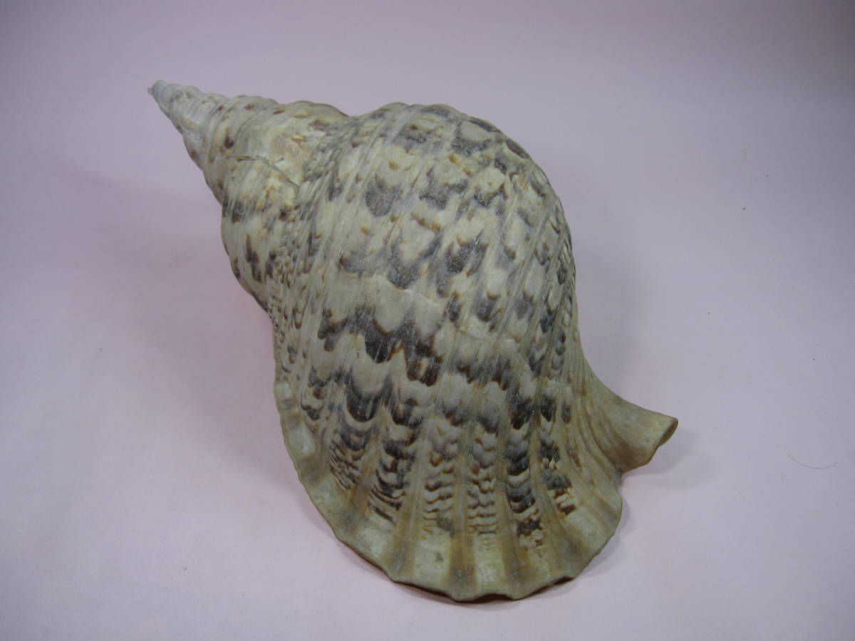 法螺貝 下田産 極 35cm 大 1.3kg 笛 密教 魔除け 修験者用 山伏 貝