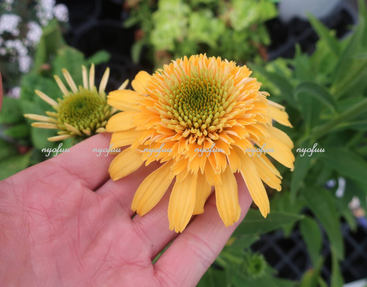 来年用 八重咲き エキナセア レモンドロップ バレンギク 切り花 耐寒 宿根 山野草 バレン菊 草花 地植え ガーデニング 花 売買されたオークション情報 Yahooの商品情報をアーカイブ公開 オークファン Aucfan Com